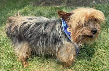 Theo -  Yorkshire Terrier Dog for Adoption in Arlington, Virginia - Theo | PetCurious