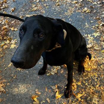 PBA-Stray-11733 -  Doberman Pinscher and Black Labrador Retriever Dog for Adoption in Pine Bluff, Arkansas - PBA-Stray-11733 | PetCurious