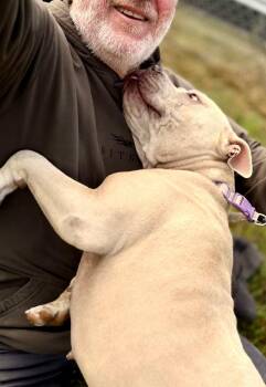 BG (Baby Girl) -  American Staffordshire Terrier Dog for Adoption in Stanton, Kentucky - BG (Baby Girl) | PetCurious