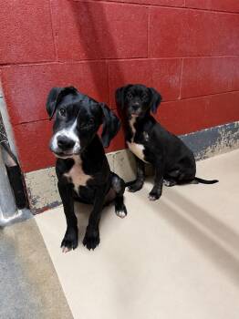Bonnie and Clyde -  Boxer Dog for Adoption in Elberton, Georgia - Bonnie And Clyde | PetCurious