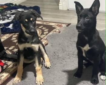 TOOTIE -  German Shepherd Dog Dog for Adoption in Tustin, California - TOOTIE | PetCurious