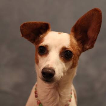 Minnie -  Chiweenie Dog for Adoption in Yukon, Oklahoma - Minnie | PetCurious