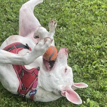 Daisey May -  Pit Bull Terrier Dog for Adoption in South Haven, Michigan - Daisey May | PetCurious
