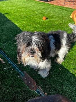 Shih Tzu Dogs Available for Adoption in Lafayette, California - Palmer | PetCurious