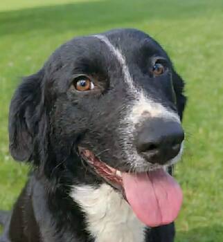 Australian Shepherd Dogs Available for Adoption in Newport, Tennessee - Fair Play | PetCurious