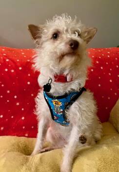 Xoloitzcuintli Mexican Hairless Dogs Available for Adoption - Mona | PetCurious