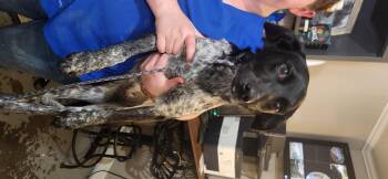 Rescue Australian Cattle Dog Blue Heeler Dogs for Adoption in Berea, Kentucky - Madison | PetCurious
