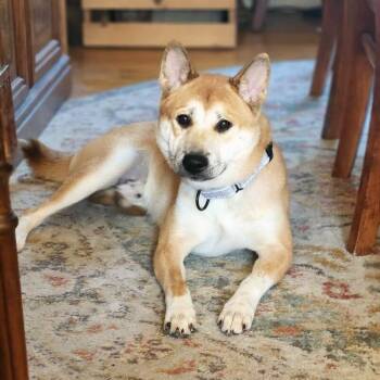 Kumo -  Mixed Breed Dog for Adoption in Cincinnati, Ohio - Kumo | PetCurious