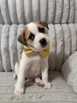 German Shepherd Dog and Shepherd Dogs Available for Adoption - Haze Walker | PetCurious