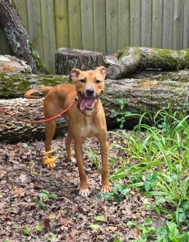 Black Mouth Cur and Labrador Retriever Dogs Available for Adoption in Bauxite, Arkansas - Carlos | PetCurious