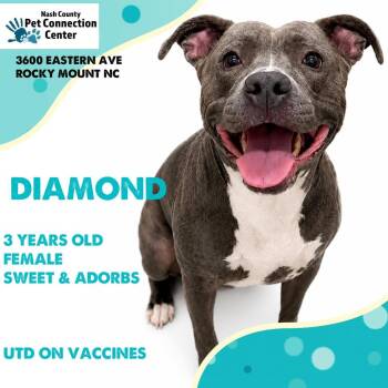 DIAMOND  Available NOW - ADOPTION or RESCUE! -  Mixed Breed Dog for Adoption in Nashville, North Carolina - DIAMOND  Available NOW - ADOPTION Or RESCUE! | PetCurious