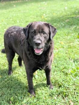 KERCHAK -  Labrador Retriever Dog for Adoption in St. Peters, Missouri - KERCHAK | PetCurious