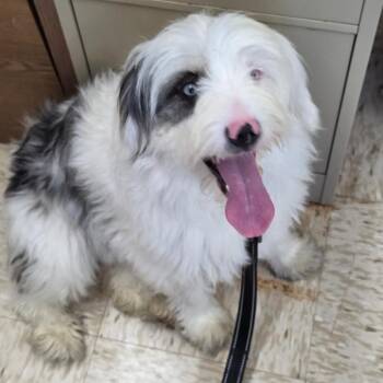 Zoe -  Australian Shepherd and Poodle Dog for Adoption in Breese, Illinois - Zoe | PetCurious