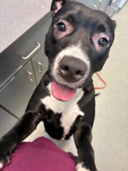 Luna Lou -  Pit Bull Terrier Dog for Adoption in Bloomington, Indiana - Luna Lou | PetCurious