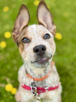 Australian Cattle Dog Blue Heeler Dogs Available for Adoption in Cornwall, Connecticut - Chuck | PetCurious