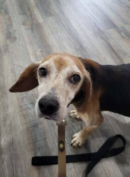 Earl -  Beagle Dog for Adoption in Pottstown, Pennsylvania - Earl | PetCurious