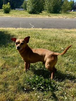 Graham -  Chihuahua Dog for Adoption in Newberg, Oregon - Graham | PetCurious