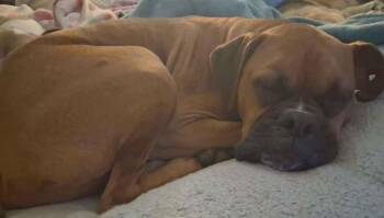 Boxer Dogs Available for Adoption in Hewitt, Texas - Rocky V | PetCurious