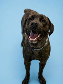 Cane Corso and Mixed Breed Dogs Available for Adoption in Bowling Green, Kentucky - Drako | PetCurious