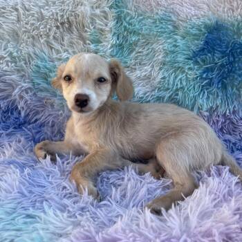 Goldie -  Terrier and Poodle Dog for Adoption in Tucson, Arizona - Goldie | PetCurious