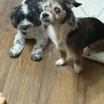 Pepper -  Wirehaired Terrier and Jack Russell Terrier Dog for Adoption in Naperville, Illinois - Pepper | PetCurious