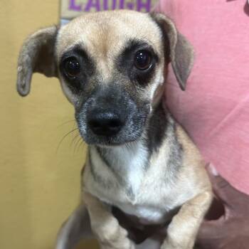Goldie - Local November 6-8 -  Rat Terrier Dog for Adoption in Brookshire, Texas - Goldie - Local November 6-8 | PetCurious