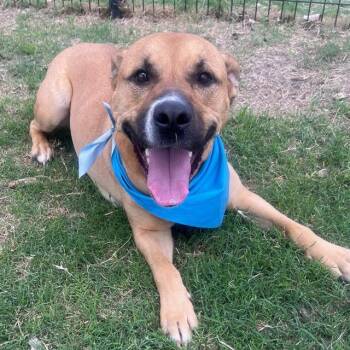 CASTOR -  American Staffordshire Terrier Dog for Adoption in San Antonio, Texas - CASTOR | PetCurious