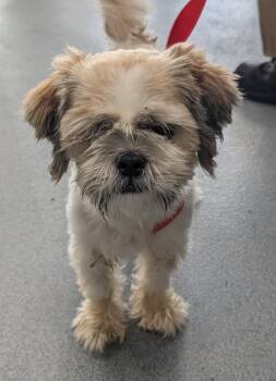 Ernest -  Shih Tzu Dog for Adoption in Suffolk, Virginia - Ernest | PetCurious