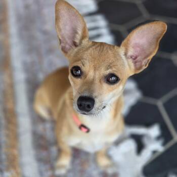 Autumn -  Chihuahua Dog for Adoption in Gainesville, Texas - Autumn | PetCurious