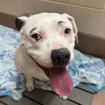 Rescue Pit Bull Terrier Dogs for Adoption in Reno, Nevada - Cowboy | PetCurious