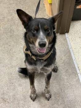 Eli -  Australian Cattle Dog Blue Heeler and Mixed Breed Dog for Adoption in Morristown, New Jersey - Eli | PetCurious