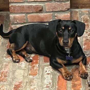 Rescue Dachshund and Mixed Breed Dogs for Adoption in Houston, Texas - Bentley/Lump | PetCurious