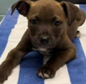 Pit Bull Terrier and Mixed Breed Dogs Available for Adoption in Kansas City, Missouri - Reno | PetCurious