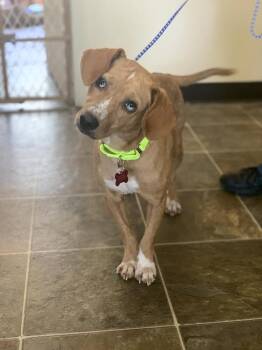 June Mylah -  Hound Dog for Adoption in Boston, Massachusetts - June Mylah | PetCurious