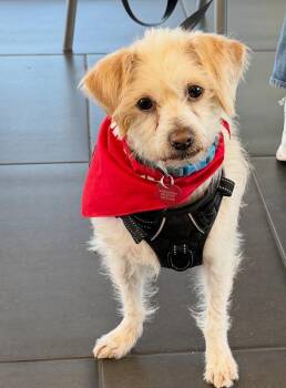 26Reggie -  Terrier Dog for Adoption in Shingle Springs, California - 26Reggie | PetCurious