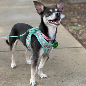 Shelby Lynn -  Chihuahua and Jack Russell Terrier Dog for Adoption in New Orleans, Louisiana - Shelby Lynn | PetCurious