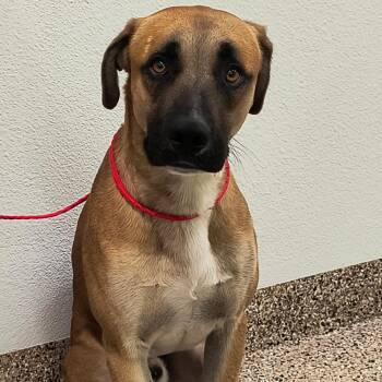 Dog (1) 09/04/2026 (SQ 26-091) -  Boxer and Mixed Breed Dog for Adoption in Bullhead City, Arizona - Dog (1) 09/04/2026 (SQ 26-091) | PetCurious