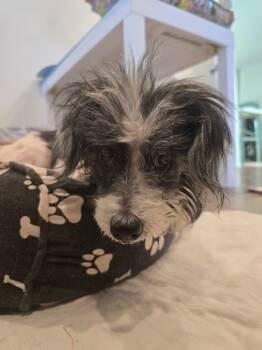 Rescue Maltese Dogs for Adoption in El Cajon, California - Pepper | PetCurious