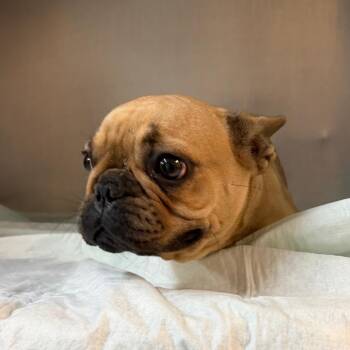 Frenchie Toast -  French Bulldog Dog for Adoption in Edinburg, Texas - Frenchie Toast | PetCurious