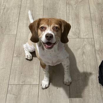 Royce -  Beagle Dog for Adoption in Miami, Florida - Royce | PetCurious