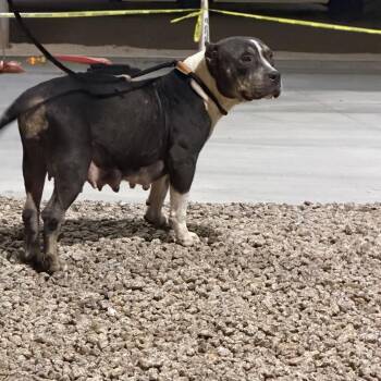 NIBBLES 4684 -  Staffordshire Bull Terrier Dog for Adoption in Loxahatchee Groves, Florida - NIBBLES 4684 | PetCurious