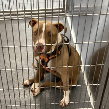 Terrier and Mixed Breed Dogs Available for Adoption in Montgomery, Alabama - Luna | PetCurious