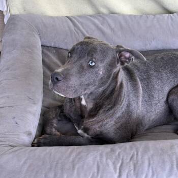 American Staffordshire Terrier and Great Dane Dogs Available for Adoption - Fritz  | PetCurious