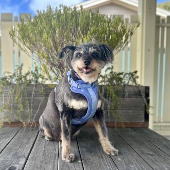 Gabby -  Schnauzer Dog for Adoption in Pacific Grove, California - Gabby | PetCurious