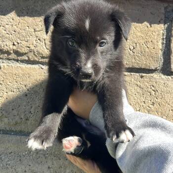 Jasper -  Labrador Retriever and German Shepherd Dog Dog for Adoption in Pasadena, California - Jasper | PetCurious