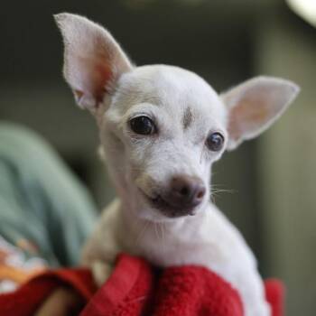 URSA MAJOR -  Chihuahua Dog for Adoption in San Antonio, Texas - URSA MAJOR | PetCurious