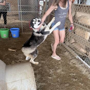 Siberian Husky Dogs Available for Adoption - Togo | PetCurious