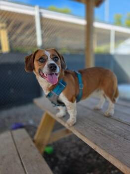 Dexter -  Beagle and Mixed Breed Dog for Adoption in Sprakers, New York - Dexter | PetCurious