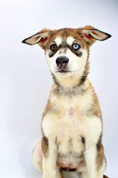 Cricket -  Siberian Husky and Mixed Breed Dog Available for Adoption in Morton Grove, Illinois - Cricket | PetCurious