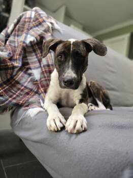 Patience -  Mixed Breed Dog for Adoption in Uxbridge, Ontario - Patience | PetCurious